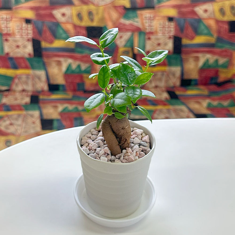 観葉植物 フィカス ガジュマル ガジュマルの木 Banyan Ficus microcarpa
