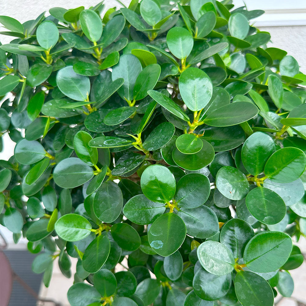 パンダガジュマルの冬の管理方法｜観葉植物を元気に育てるためのコツ 