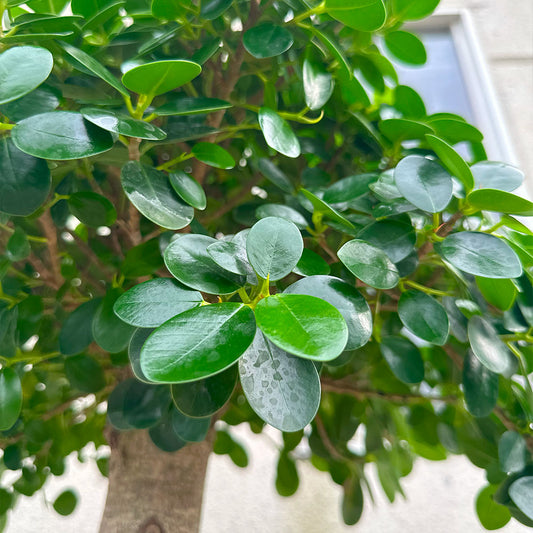 観葉植物 ガジュマル パンダガジュマル Ficus microcarpa ‘Panda’