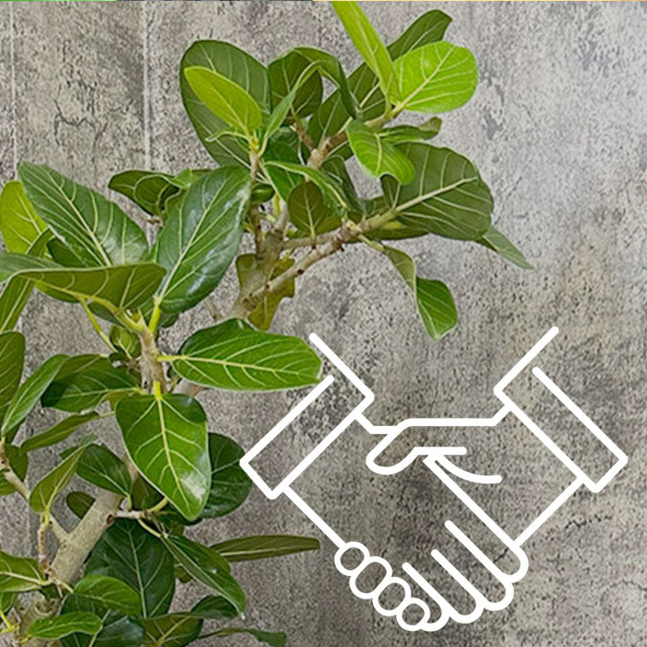 人間関係に悩んだら…？ゴムの木で調和と円満を引き寄せる方法 ...