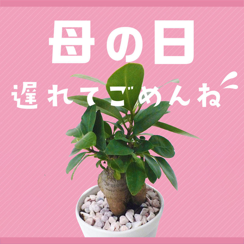母の日を逃したあなたへ｜遅れて届ける“ありがとう”の気持ち