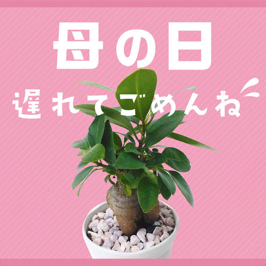 母の日を逃したあなたへ｜遅れて届ける“ありがとう”の気持ち