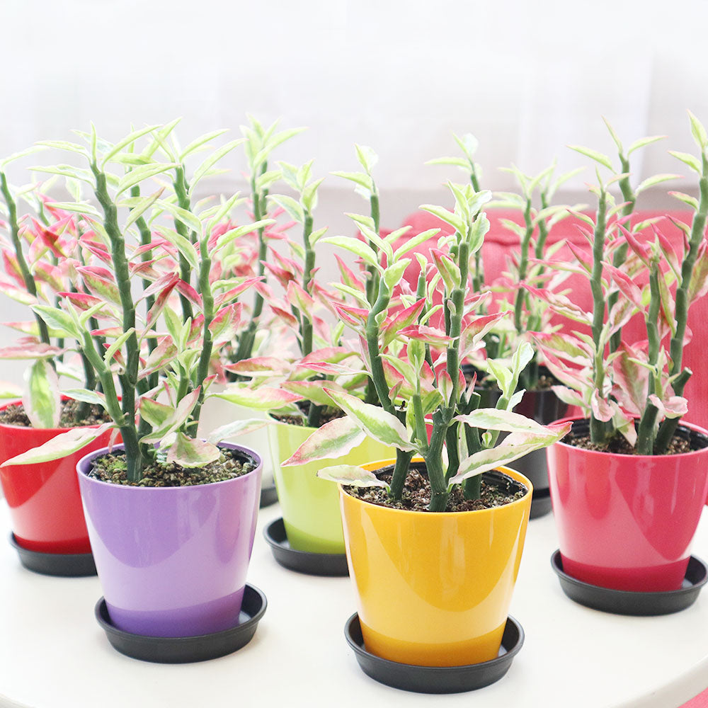 観葉植物 ペディランサス 銀竜 | ジグザグ銀竜の育て方 – Jewelry 