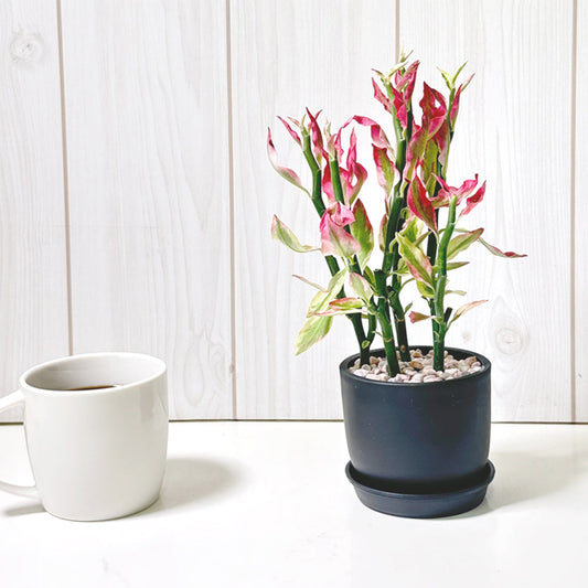 観葉植物 ペディランサス 銀竜 鉢植え