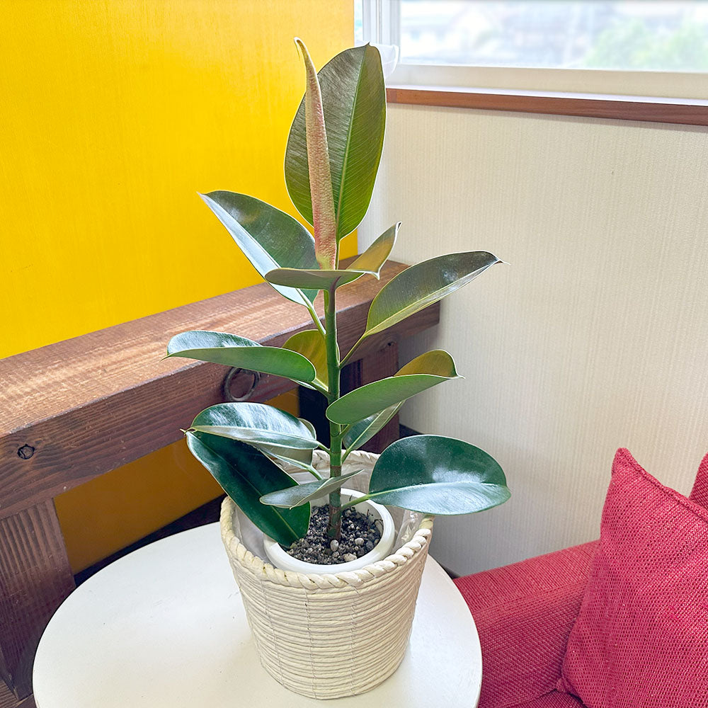 ゴムの木 | 育てやすい観葉植物として人気 ゴムの木の育て方 – Jewelry Plant online