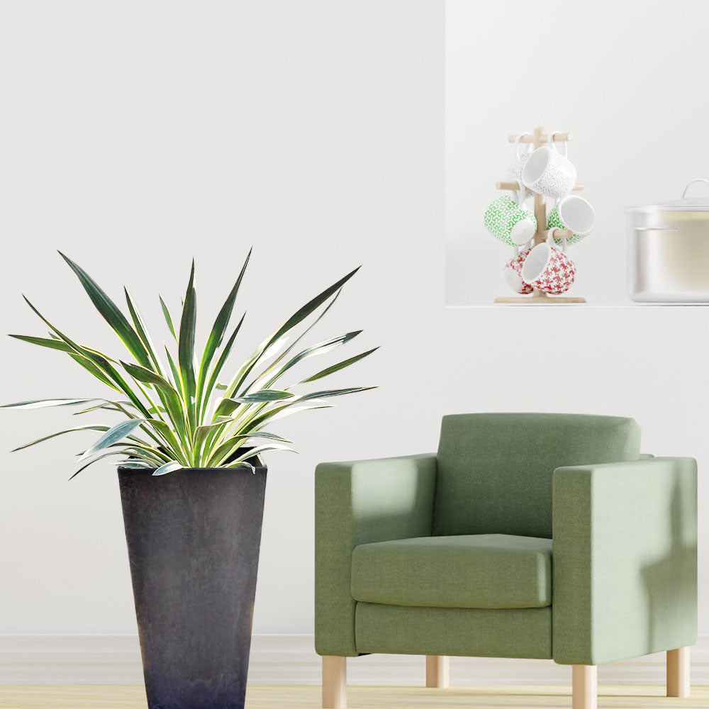 観葉植物 ユッカ グラリオサ バリエガータ variegata 鉢植え