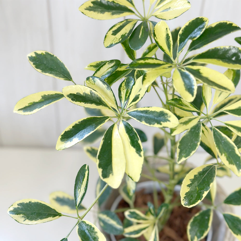 観葉植物 シェフレラ ホンコン カポック 斑入り ハッピーイエロー 鉢植え