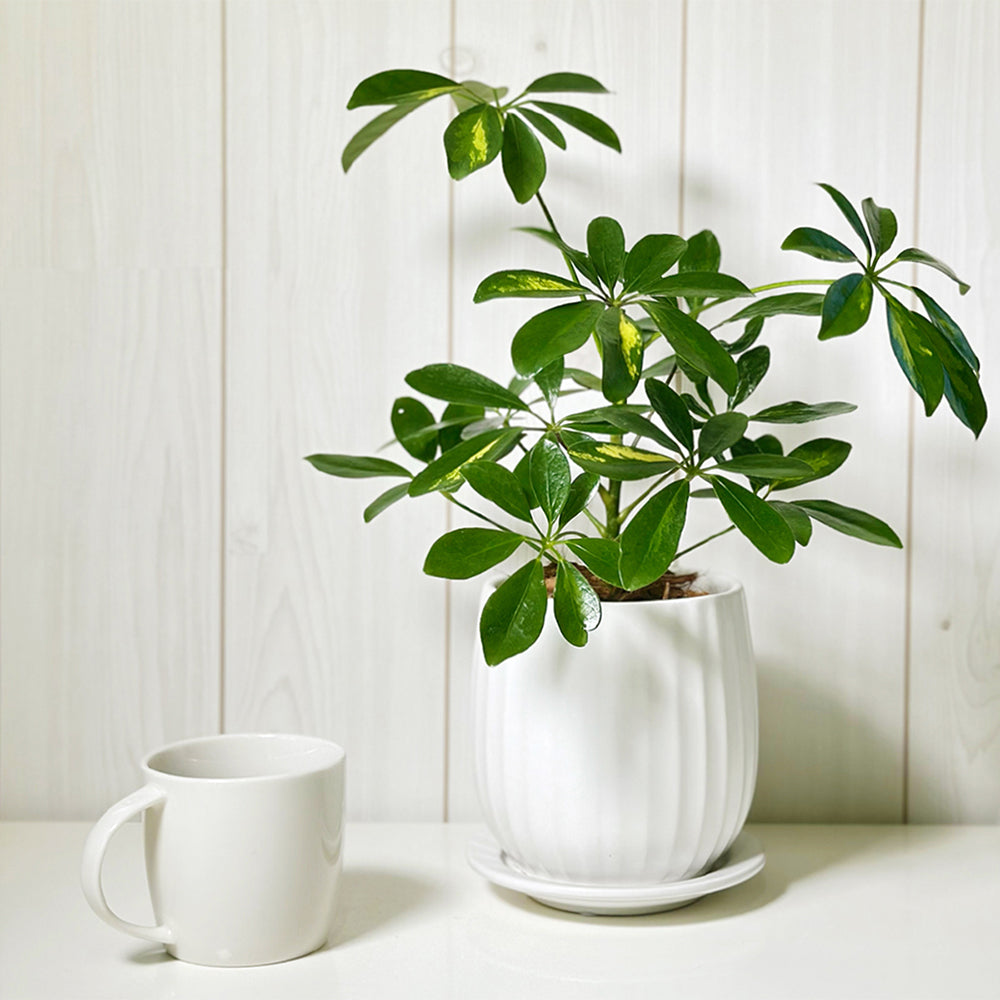 観葉植物 シェフレラ ホンコン カポック 斑入り ハッピーイエロー 鉢植え