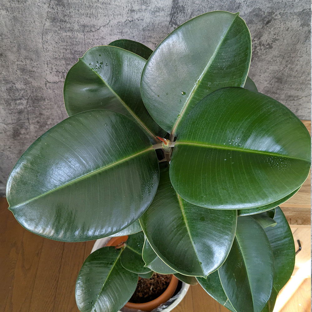 Ficus elastica 'sofia' ゴムの木 フィカス エラスティカ ソフィア 鉢植え