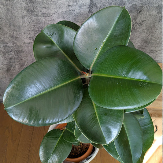 Ficus elastica 'sofia' ゴムの木 フィカス エラスティカ ソフィア 鉢植え