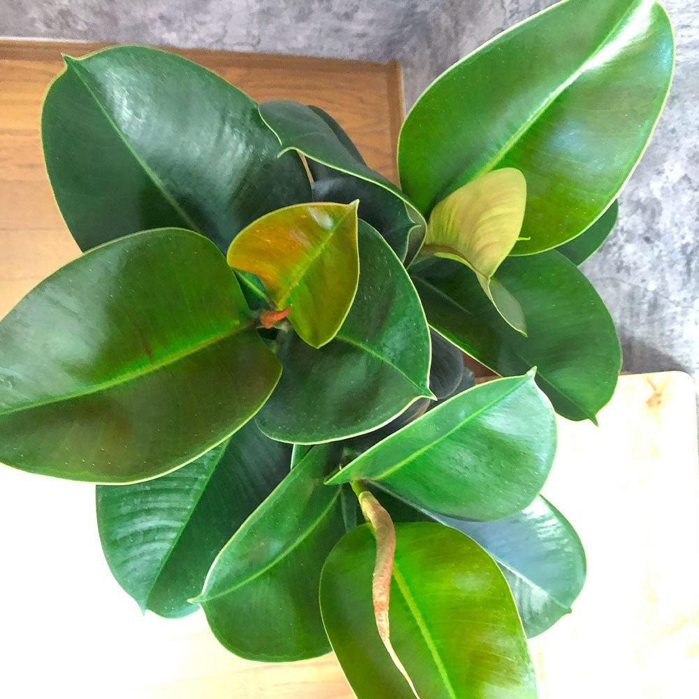 FICUS ELASTICA フィカスエラスティカ 観葉植物 ゴムの木150cm