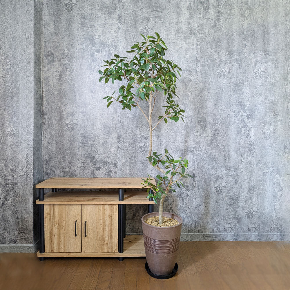 冬越し失敗を防ぐ｜観葉植物が枯れる3つの原因と今すぐできる対策