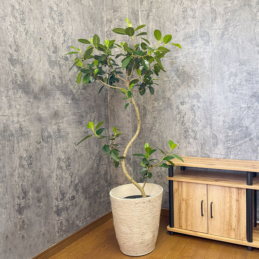 観葉植物 フランスゴム Ficus rubiginosa 鉢植え