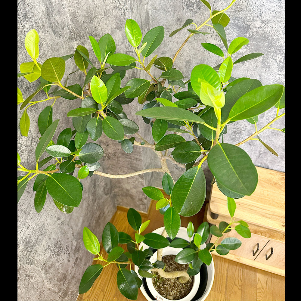 観葉植物 ゴムの木 フランスゴム フィカス ルビギノサ Ficus rubiginosa 鉢植え