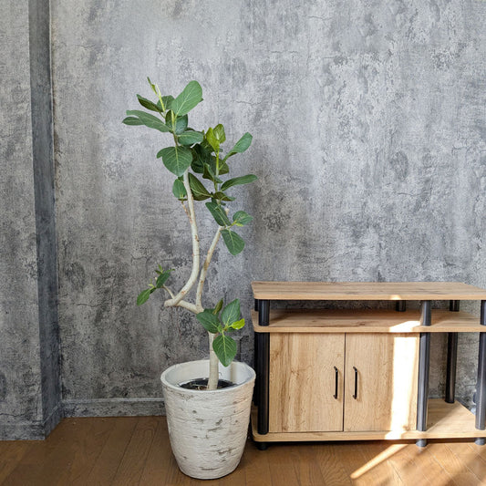 フィカス ベンガレンシス ベンガルゴム ゴムの木 鉢植え