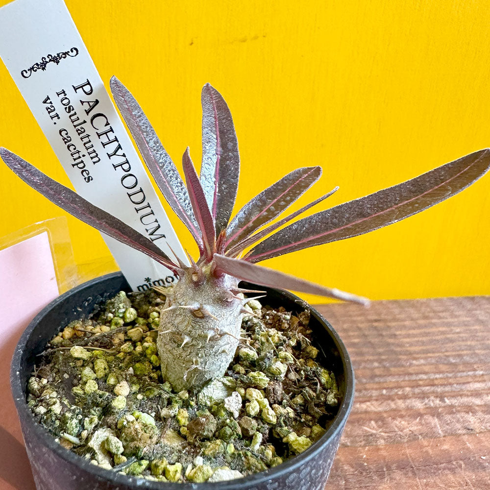 コレクション株 パキポディウム マカイエンセ 作家鉢 田中元将さん 移れる 