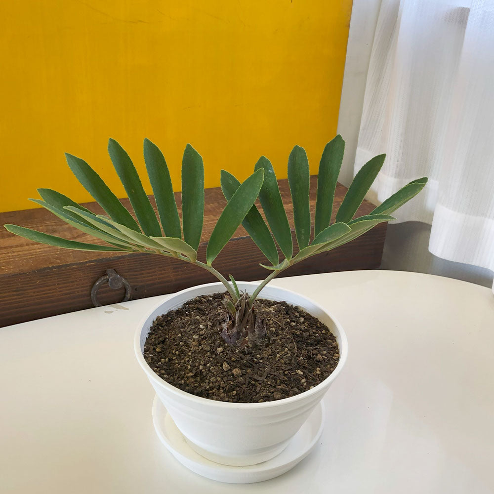 ザミア フルフラセア メキシコソテツ② （斑入りザミア・フルフラケア 