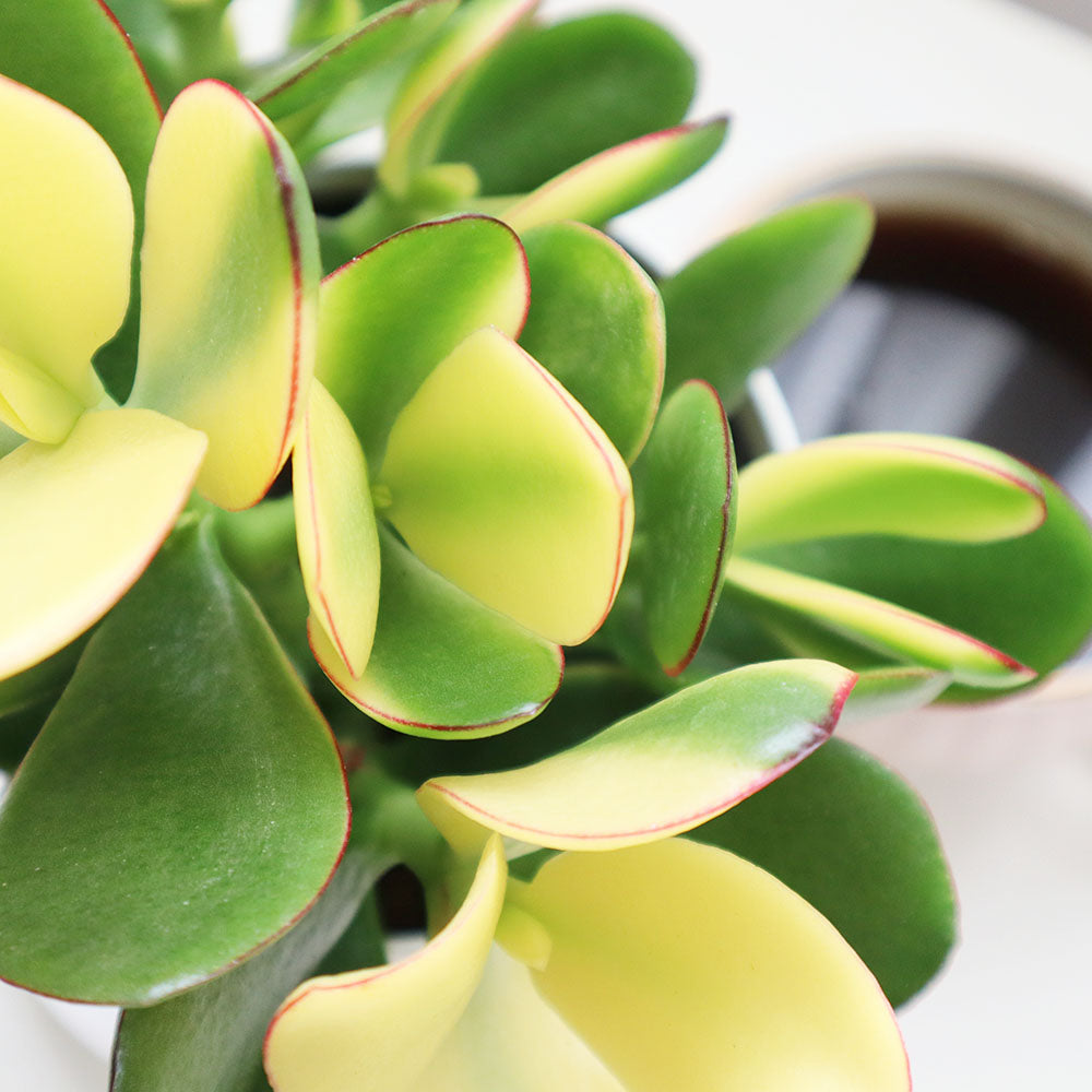 観葉植物 金のなる木 多肉植物 花月 黄金花月 金の成る木 Crassula ovata 鉢植え