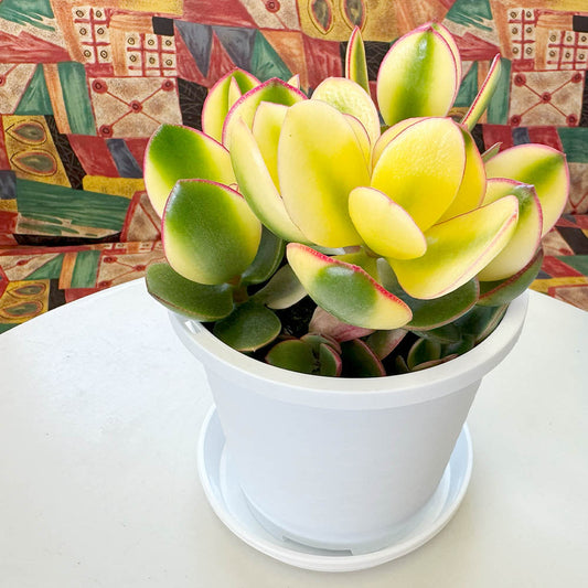 観葉植物 金のなる木 黄金花月 鉢植え