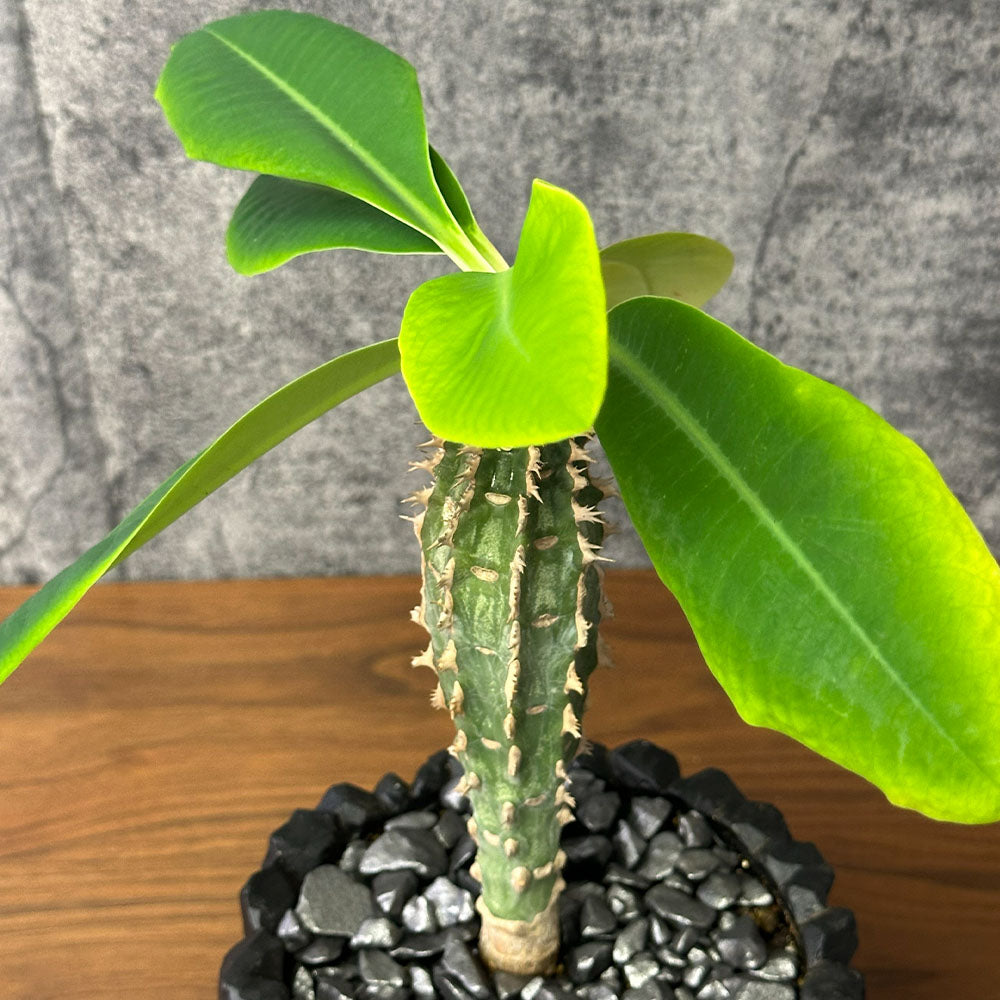 見るほど惹かれる｜個性豊かなレア植物・塊根植物10選