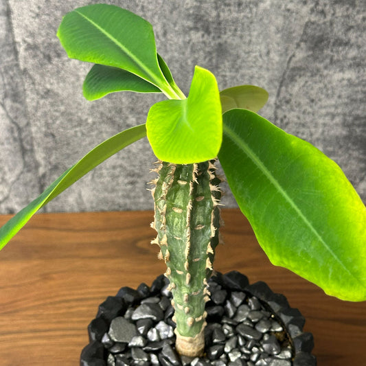 見るほど惹かれる｜個性豊かなレア植物・塊根植物10選