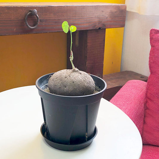 観葉植物 ステファニアエレクタ 塊根植物 鉢植え