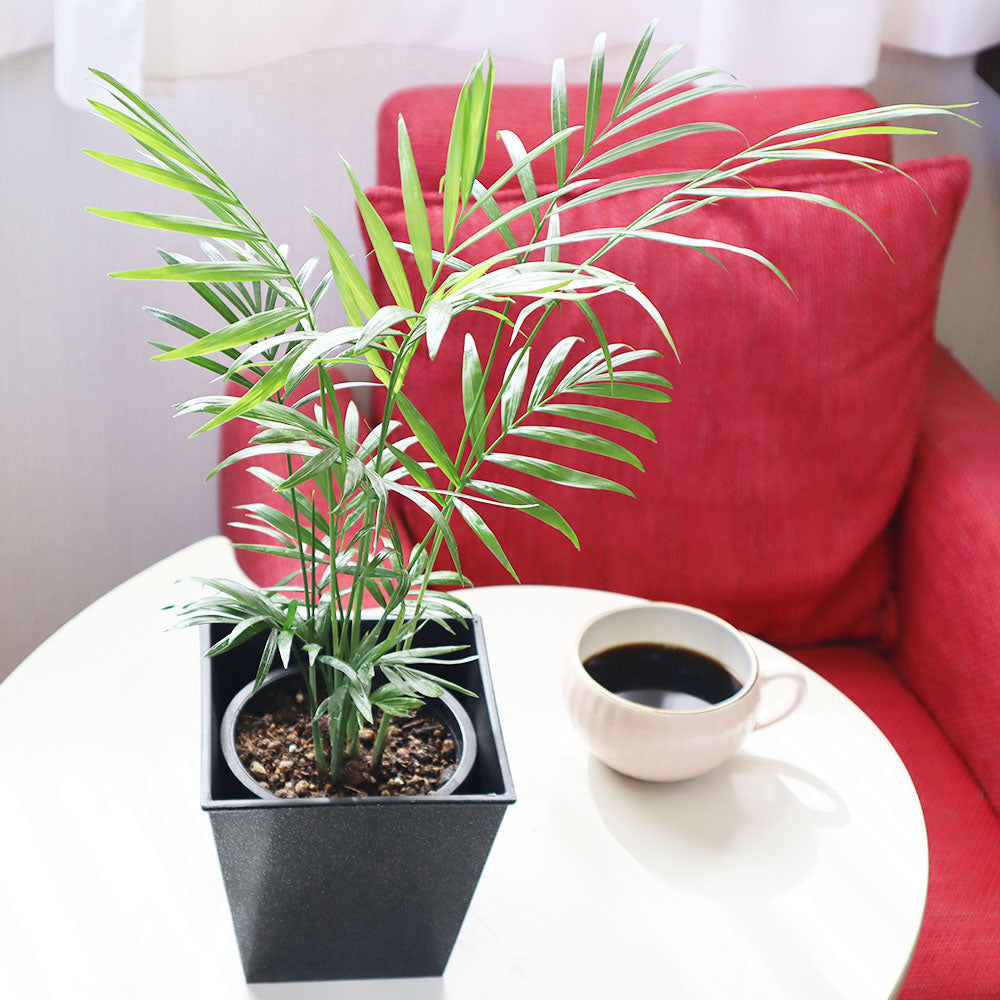 観葉植物 テーブルヤシ ヤシ 鉢植え Parlour Palm Chamaedorea elegans Collinia elegans