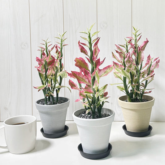観葉植物 ペディランサス 銀竜 鉢植え