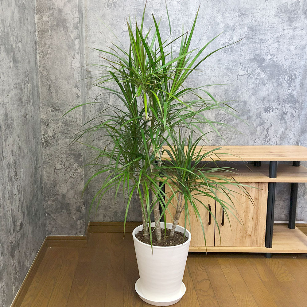 スタイリッシュな観葉植物｜ドラセナ・コンシンネを美しく育てる方法 