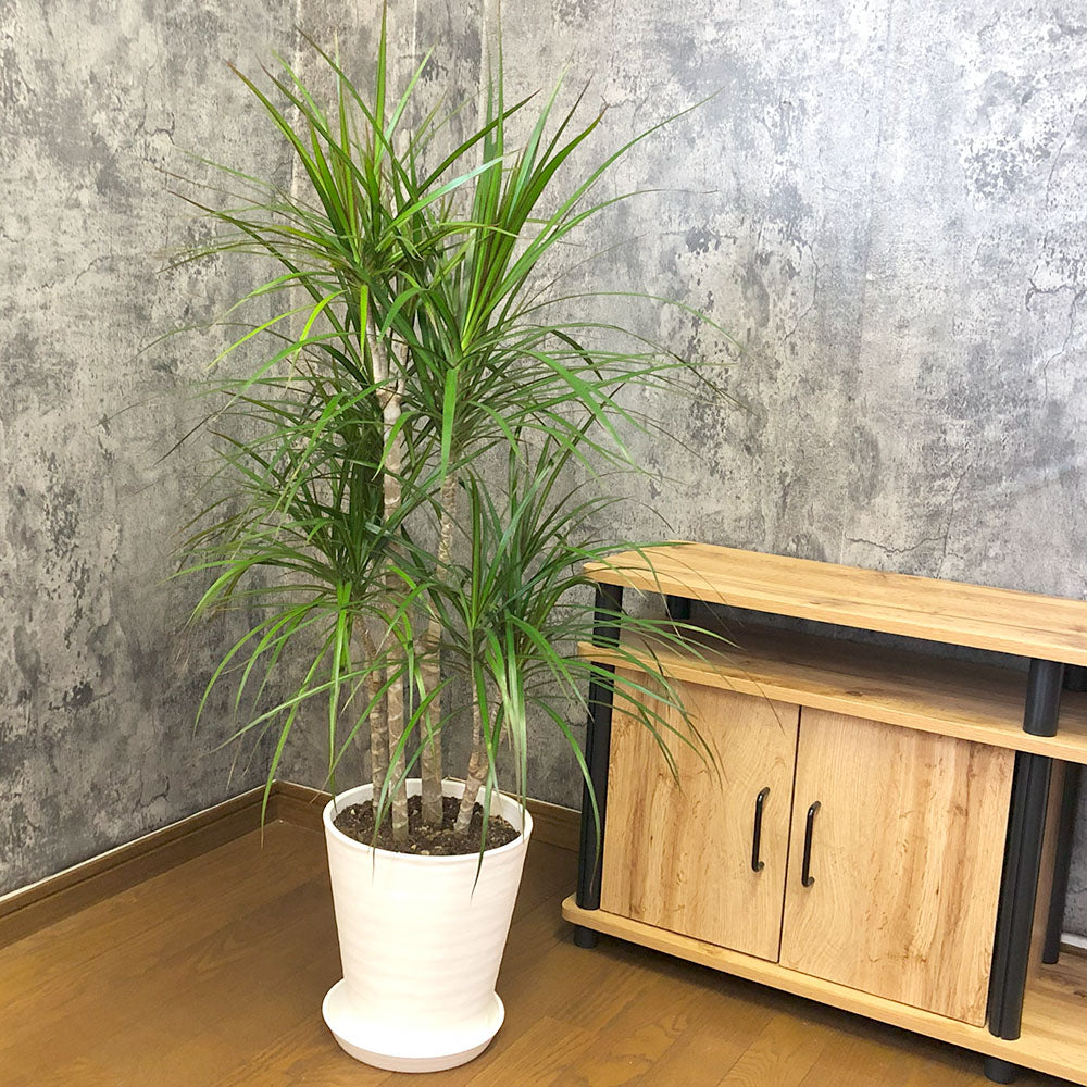 観葉植物 ドラセナ コンシンネ コンシンナ Dracaena marginata 鉢植え