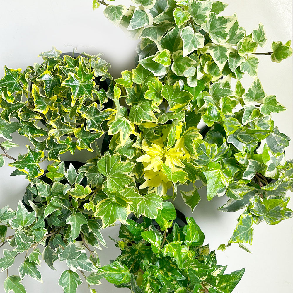 観葉植物 アイビー ヘデラ Hedera helix つる性 蔓 鉢植え