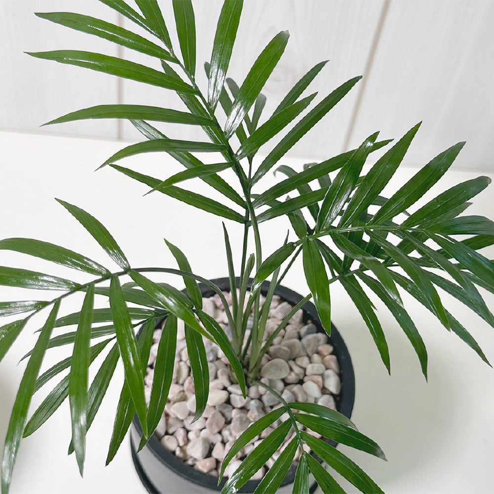 気の流れを整える観葉植物｜テーブルヤシで空間に癒しと運気アップを