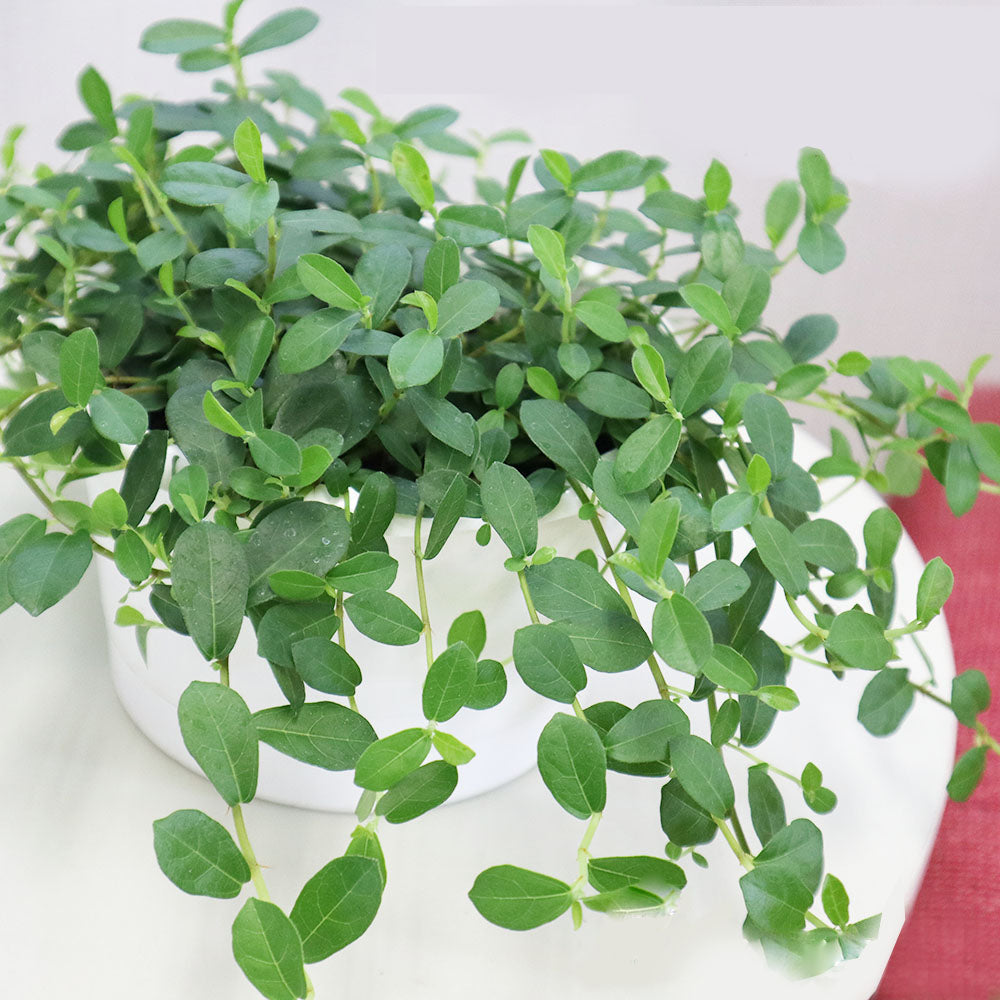 フィカスシャングリラ つる性ガジュマル 鉢植え
