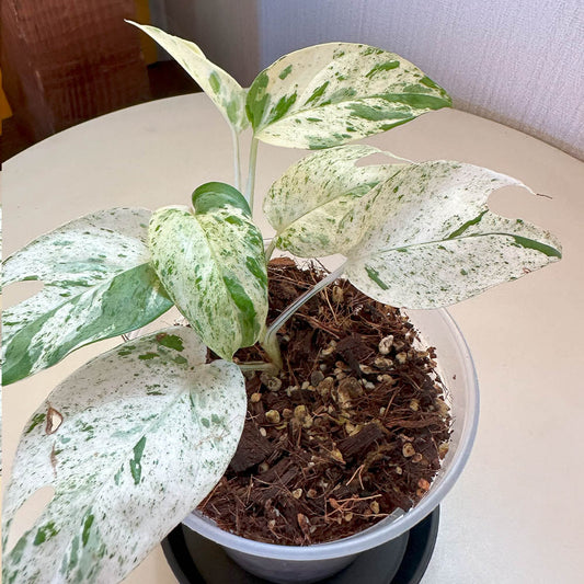 観葉植物 Epipremnum Pinnatum エピプレムナム ピナツム マーブル 斑入り ハブカズラ 鉢植え