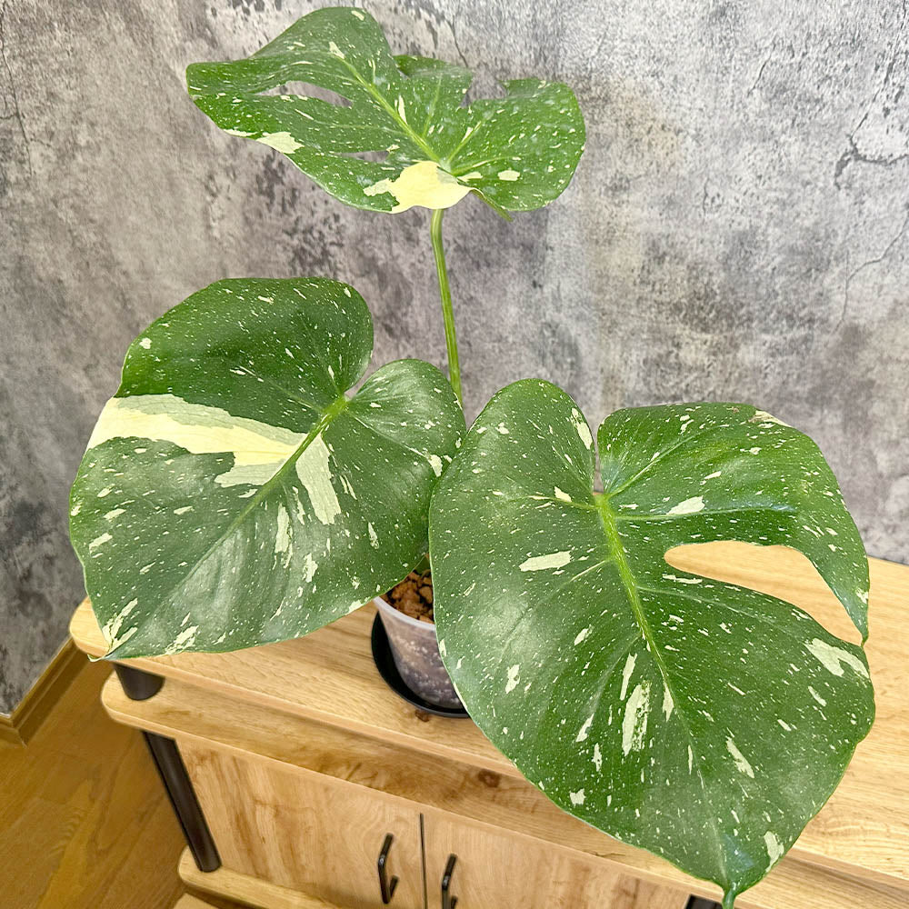 観葉植物 モンステラ タイコンステレーション Monstera deliciosa Thai Constellation