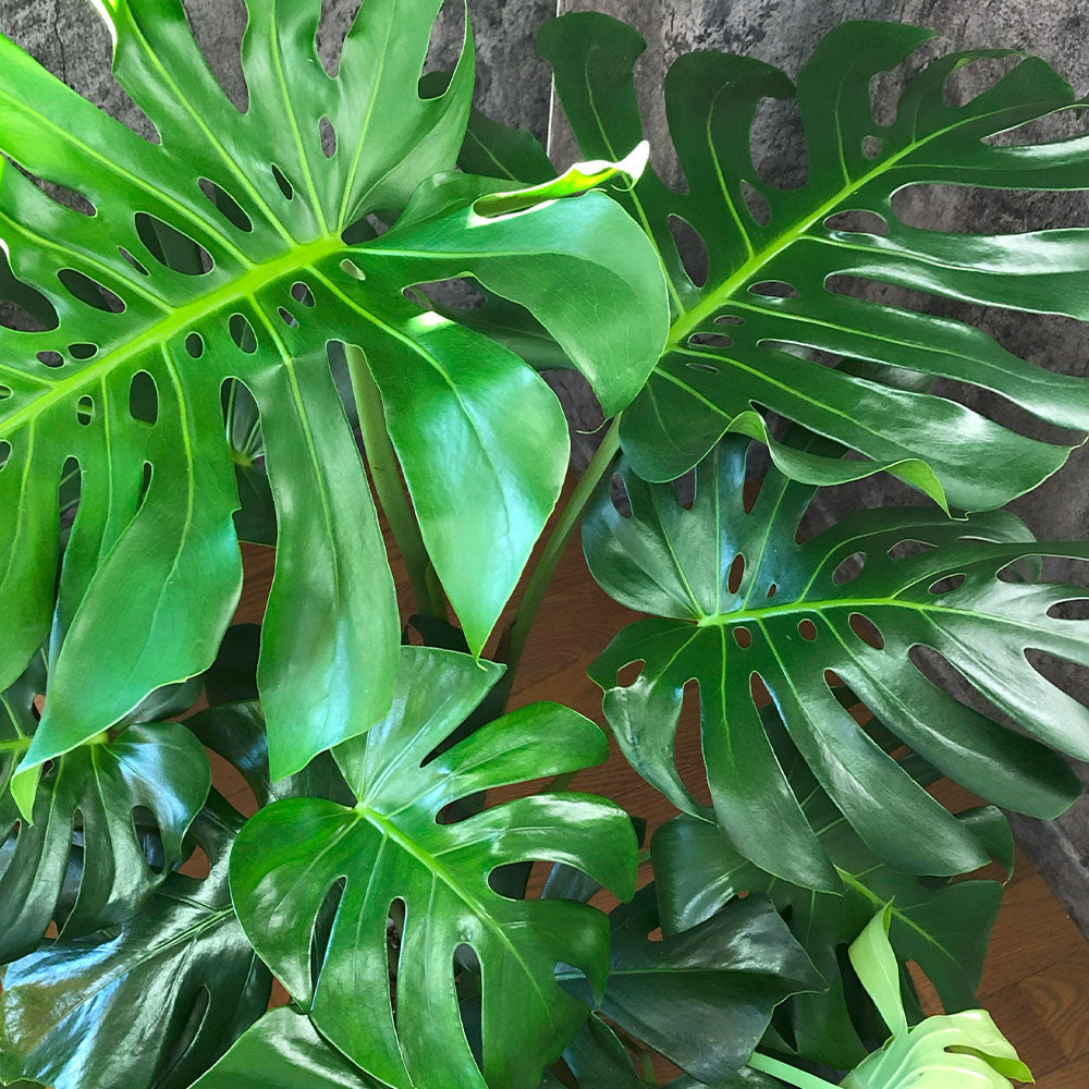 観葉植物　モンステラ① 大きい　健康　金運 家の中央に置くと運気が巡る？！モンステラの風水効果 – Jewelry Plant