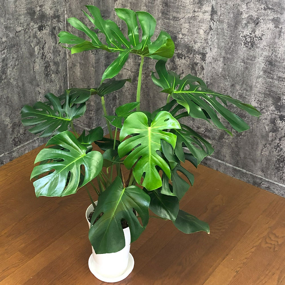 モンステラの冬の管理方法｜観葉植物を元気に育てるためのコツ 