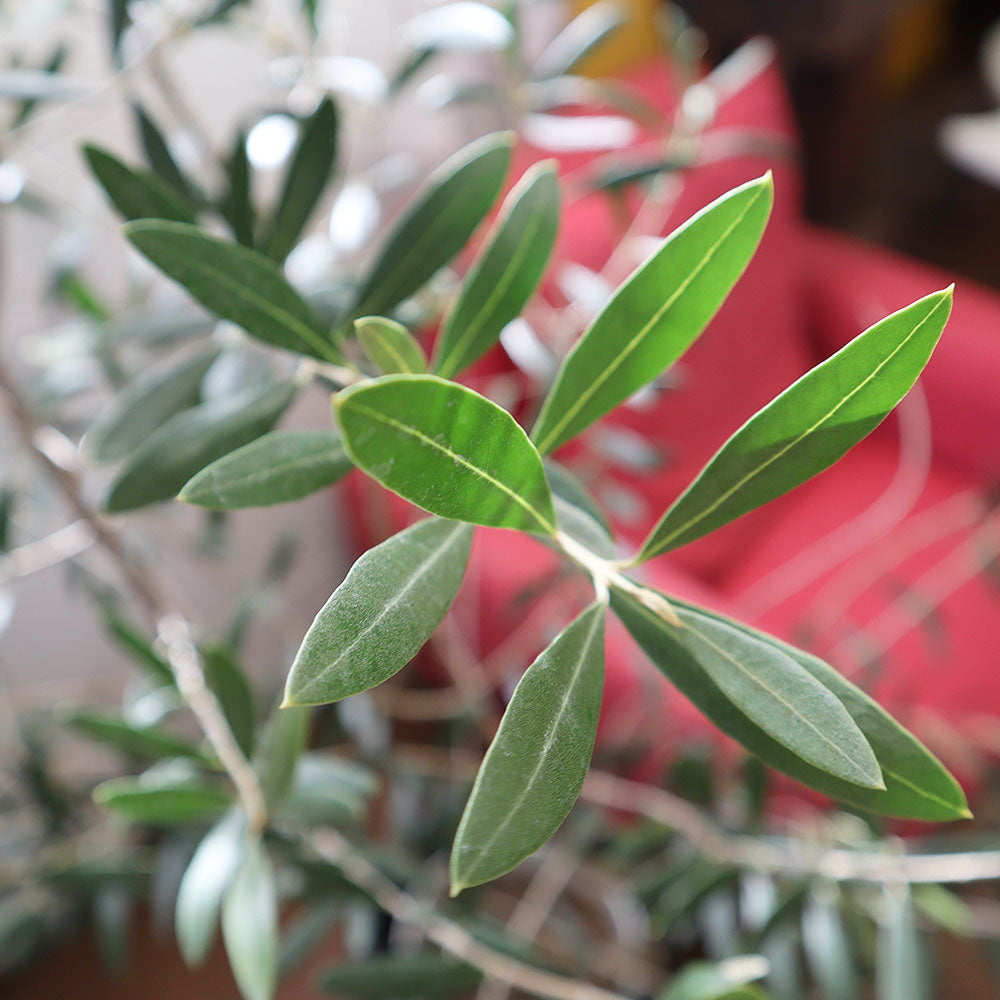 観葉植物 オリーブ 鉢植え