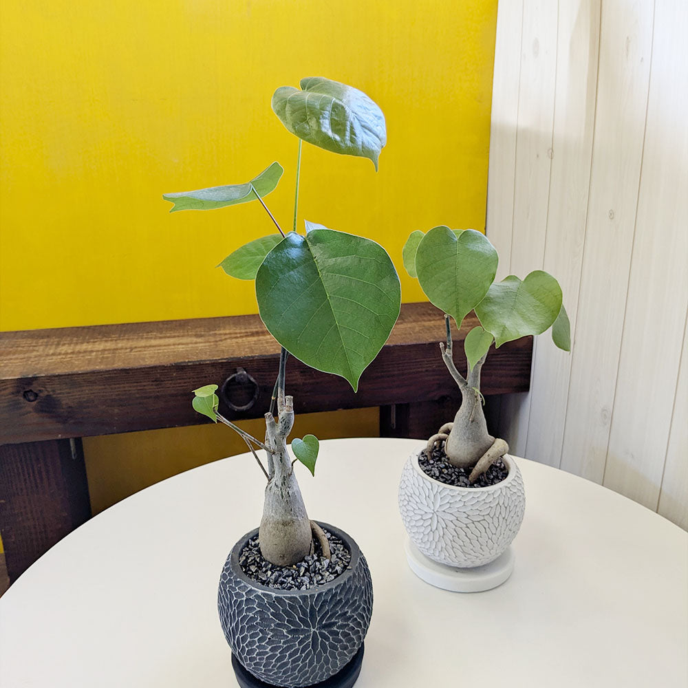観葉植物 塊根植物 コーデックス プセンド ボンバックス エリプティクム 鉢植え