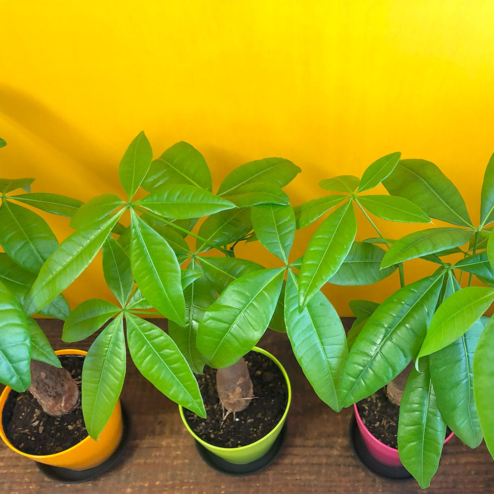 キャリアアップのお守り！パキラの魅力と育て方 – Jewelry Plant online