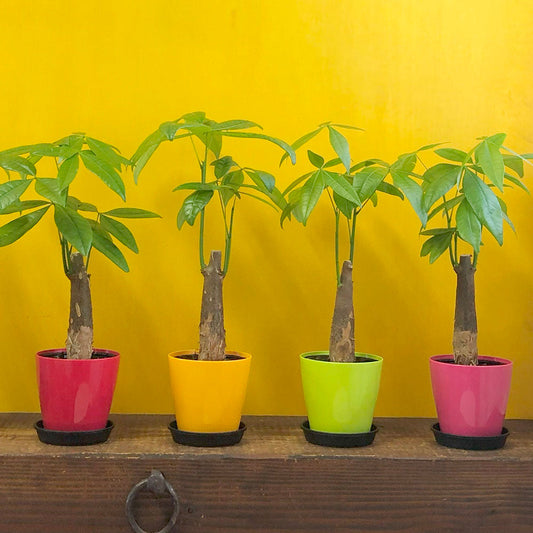 観葉植物 パキラ マネーツリー 発財樹 鉢植え