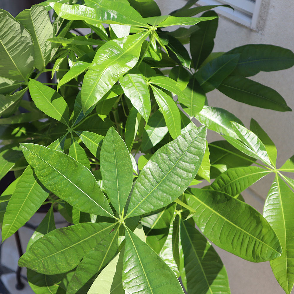 観葉植物 パキラ マネーツリー 発財樹