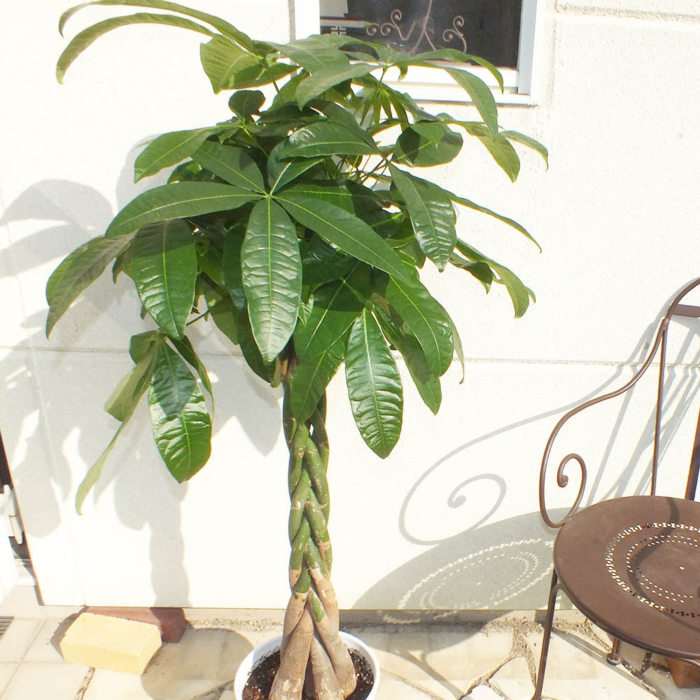 金運アップの風水効果！パキラで家も仕事も豊かに – Jewelry Plant online