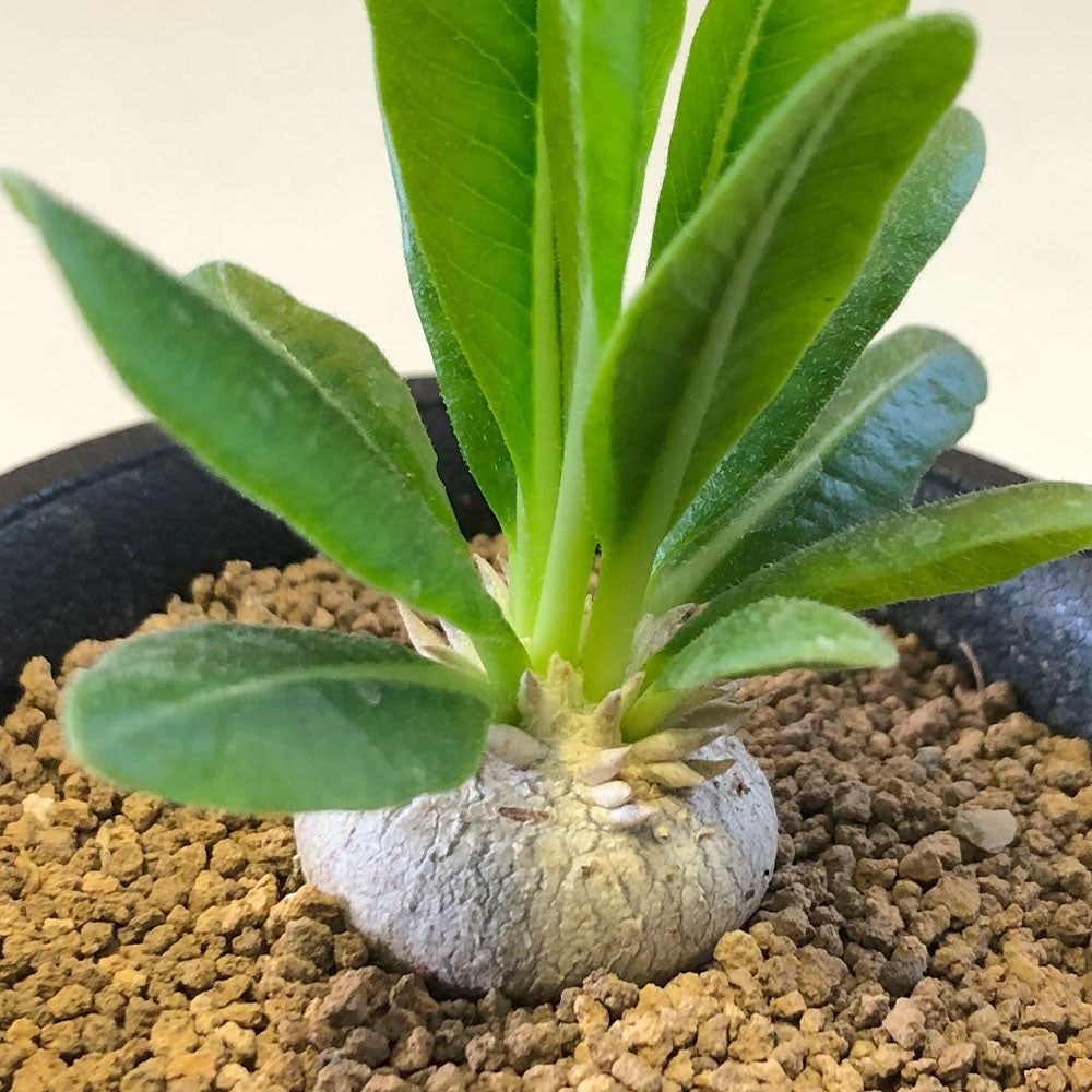 観葉植物 ブレビカウレ | 扁平なボディがキュートなパキポディウム 