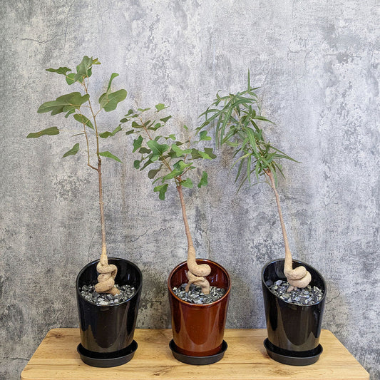 観葉植物 塊根植物 ボトルツリー ブラキキトン ポプルネウス 鉢植え