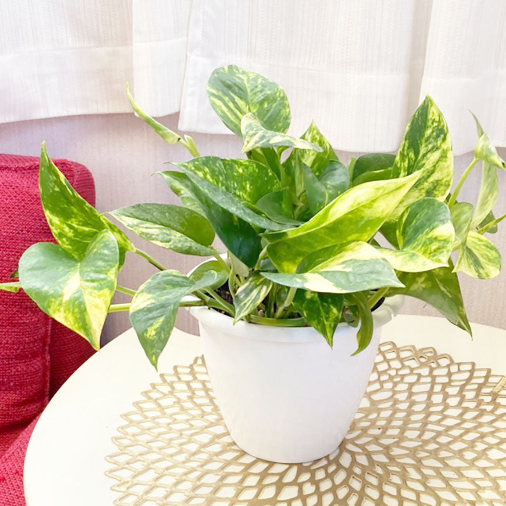 観葉植物 ポトス 鉢植え Epipremnum aureum pothos