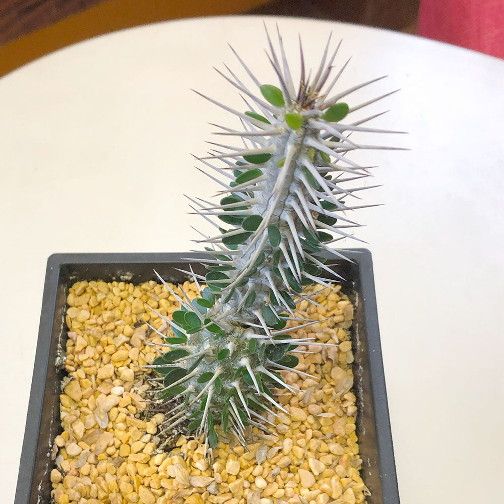 観葉植物 アローディア モンタグナッキー | ユニークなビザール  