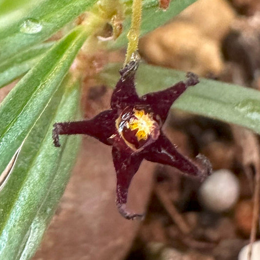 観葉植物 塊根植物 コーデックス ブラキステルマ スペックタイランド