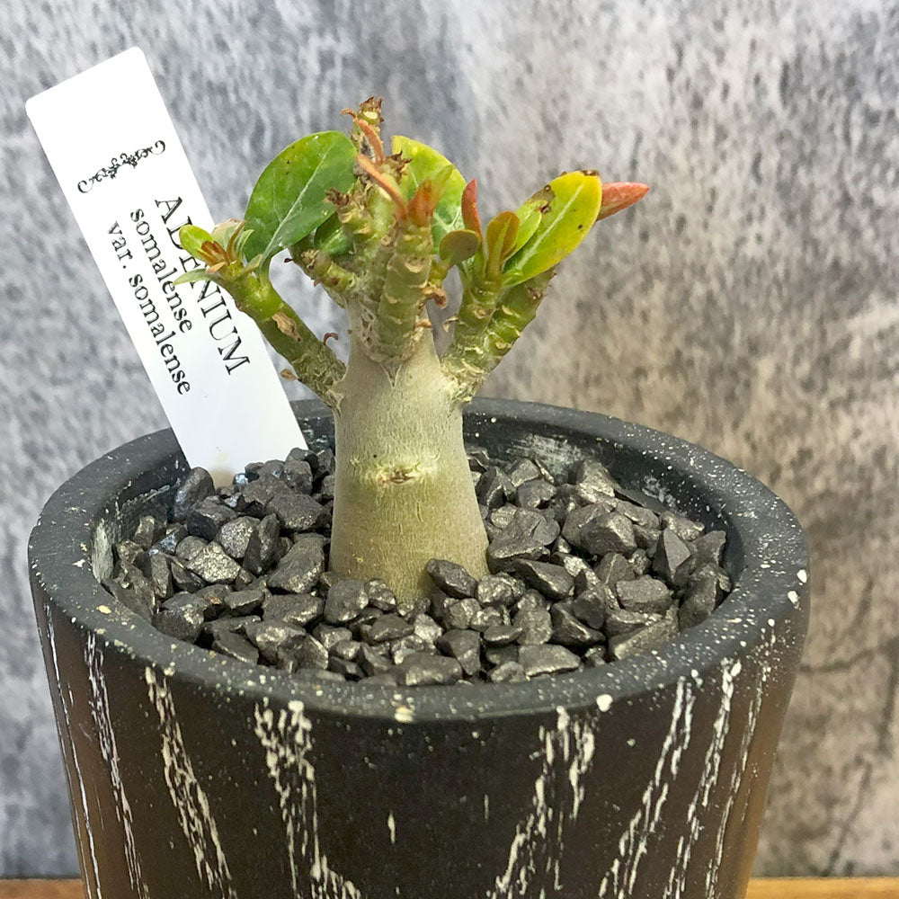 アデニウム | ユニークな塊根植物 アデニウムの育て方 – Jewelry Plant 