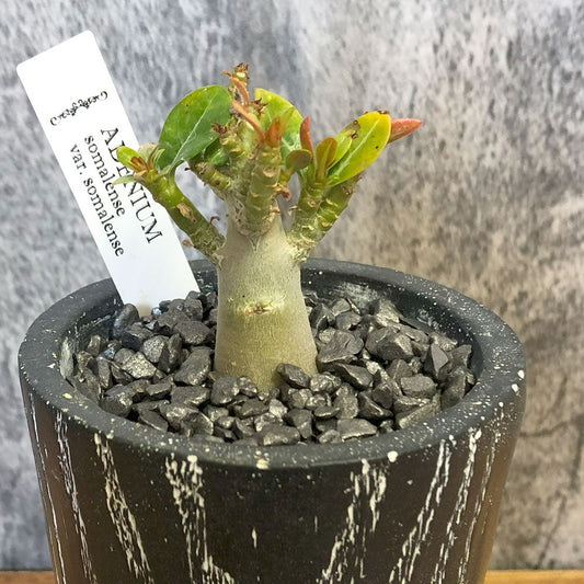 アデニウム | ユニークな塊根植物 アデニウムの育て方